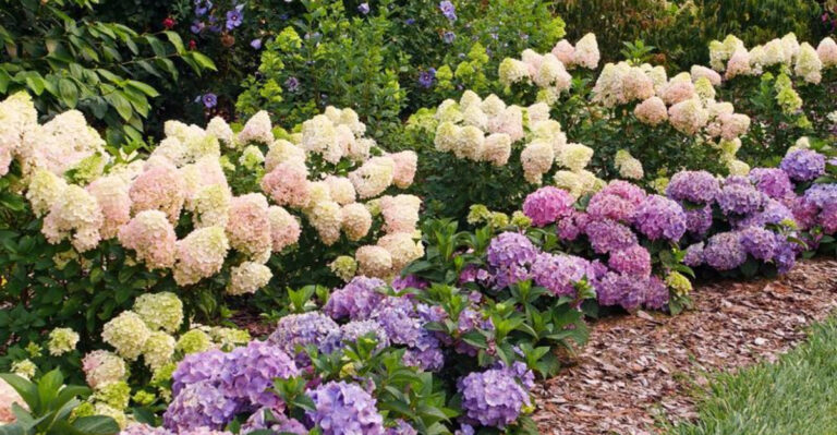 Spring Hydrangea Care: 10 Essential Steps for Bigger, Bolder Blooms