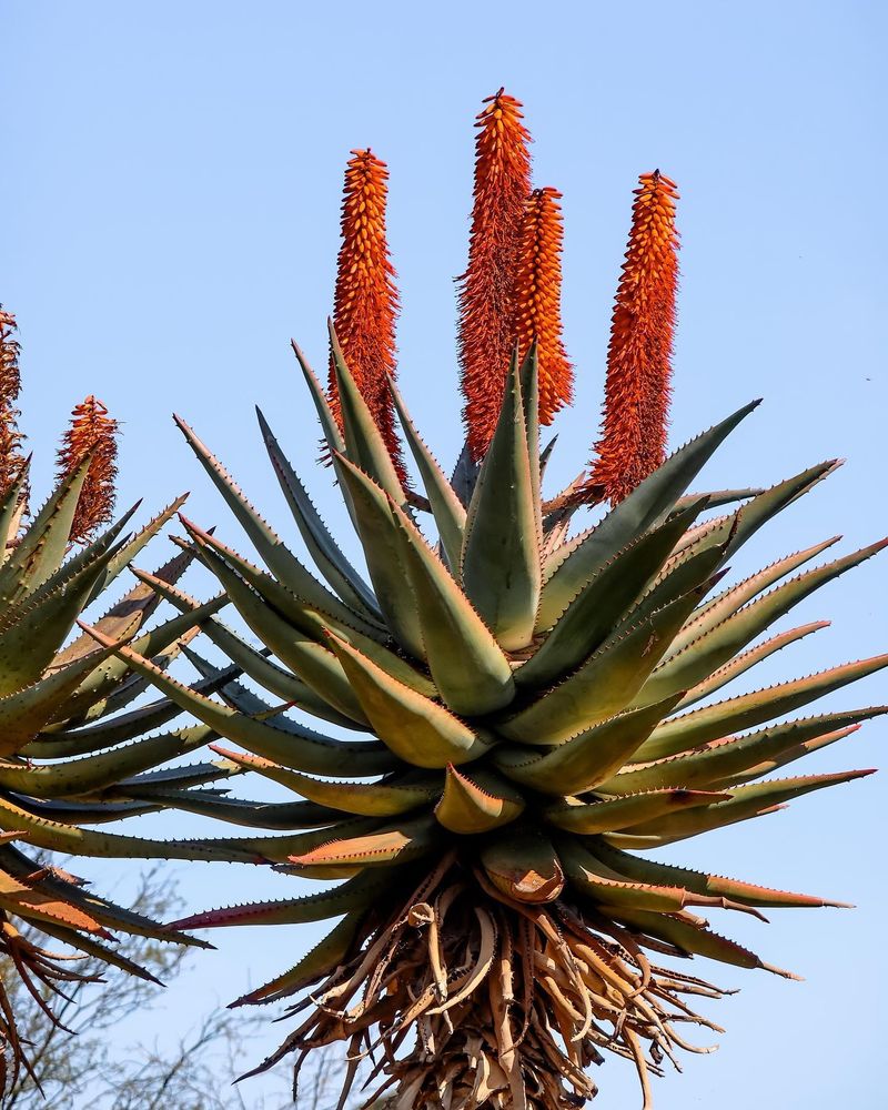 Aloe Ferox