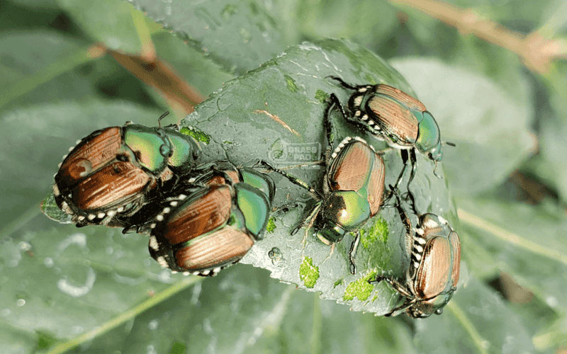 Japanese Beetles