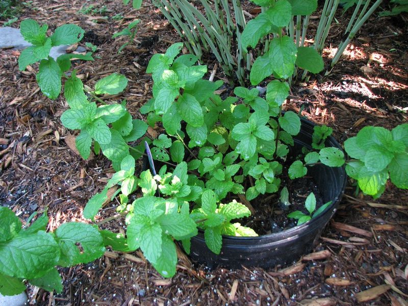 Mint's Invasive Root System