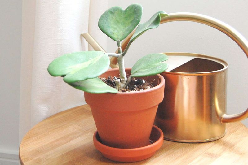 Hoya Kerrii (Sweetheart Plant)