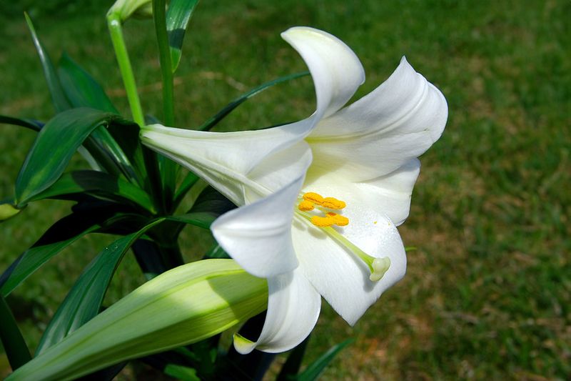 Easter Lily (Lilium longiflorum)