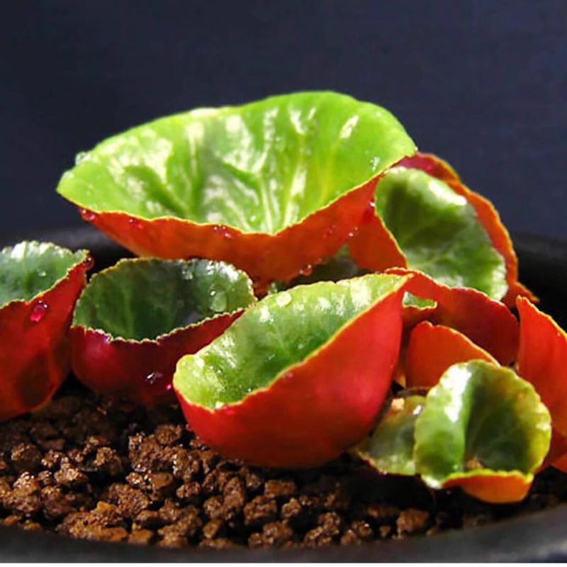 Crassula Umbella (Wine Cup)