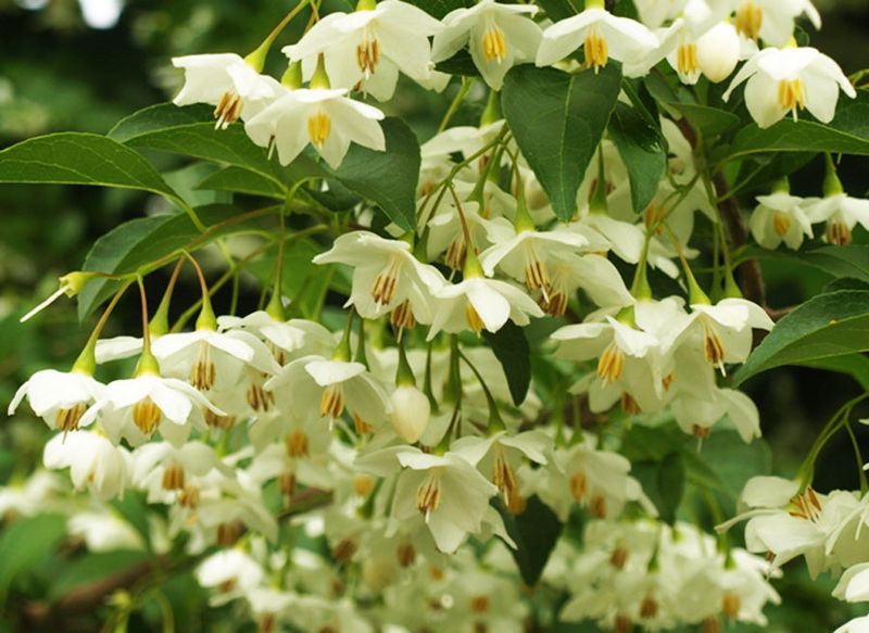 Japanese Snowbell (Styrax japonicus)