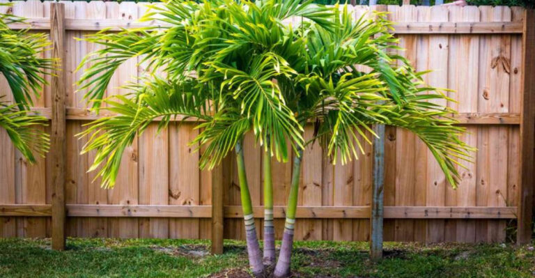 Start Your Spring Right: 10 Must-Know Tips for Growing a Date Palm Tree from Seed