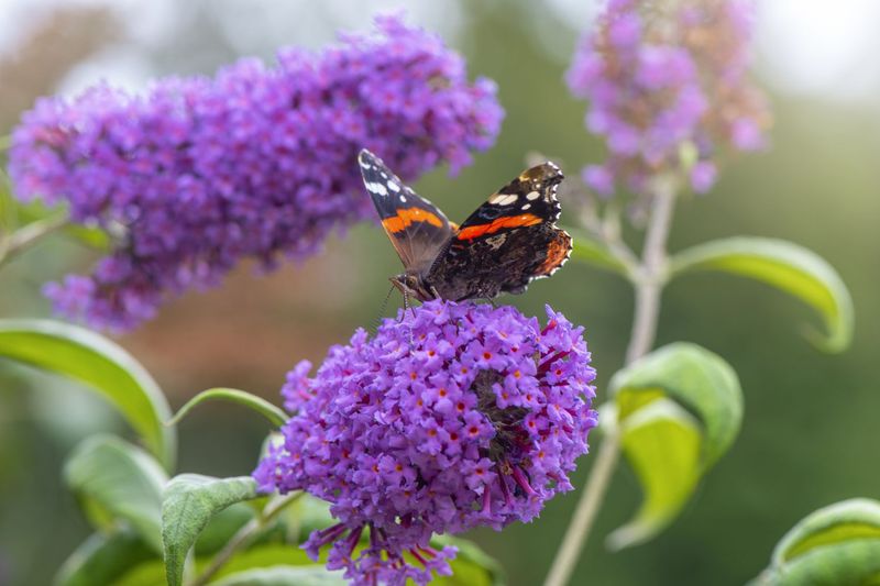 Tenacious Butterfly Bush