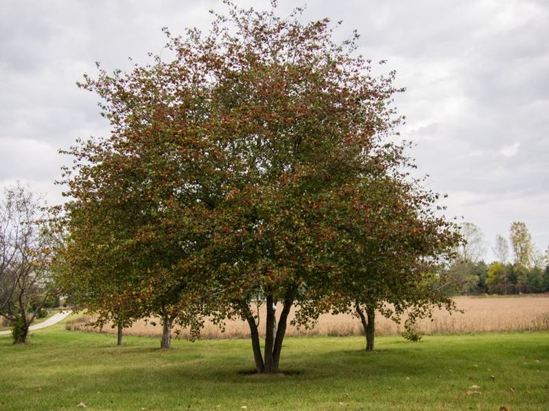 Hawthorn (Crataegus spp.)