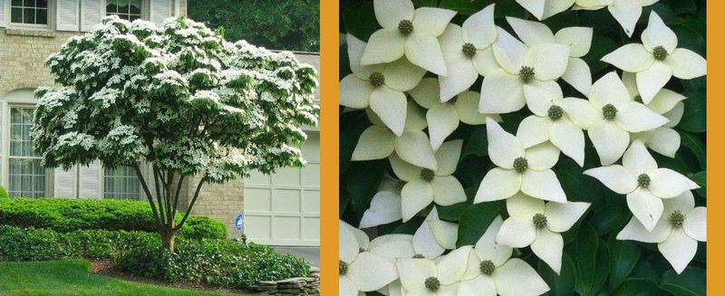 Kousa Dogwood (Cornus kousa)