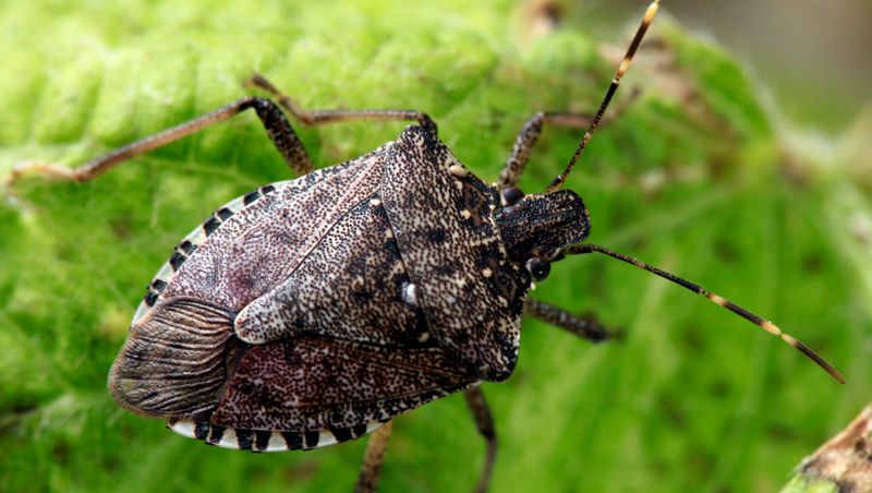 Stink Bugs