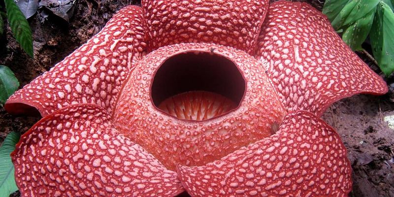 Rafflesia