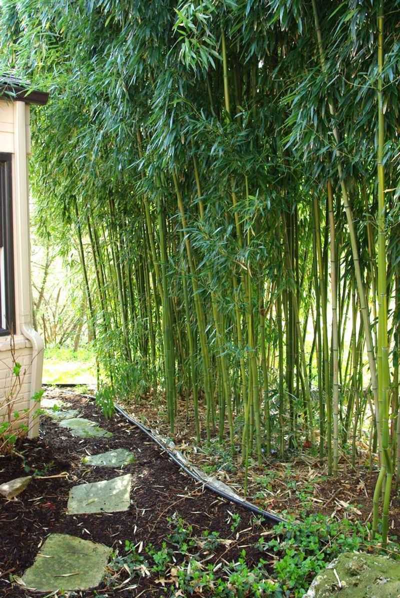 Miniature Bamboo Grove