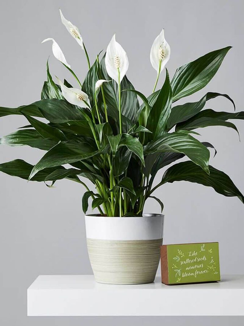 Peace Lily (Spathiphyllum)