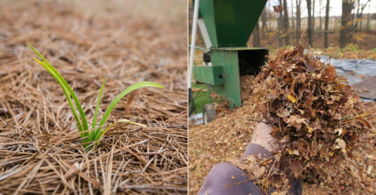 Stop Mulching With These 10 Materials—They Actually Harm Your Plants (Use These 10 Instead)