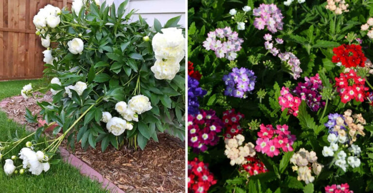 Stop Planting These 12 Front Yard Flowers, They Flop by Mid-Summer (Try These 12 Instead)