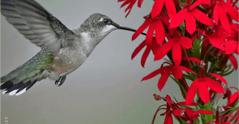 Stop Planting These 7 Invasive Species—Grow These 10 Native Beauties Instead