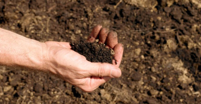 Stop Wasting Nutrients! 15 Genius Tricks to Prevent Soil Leaching in Your Garden
