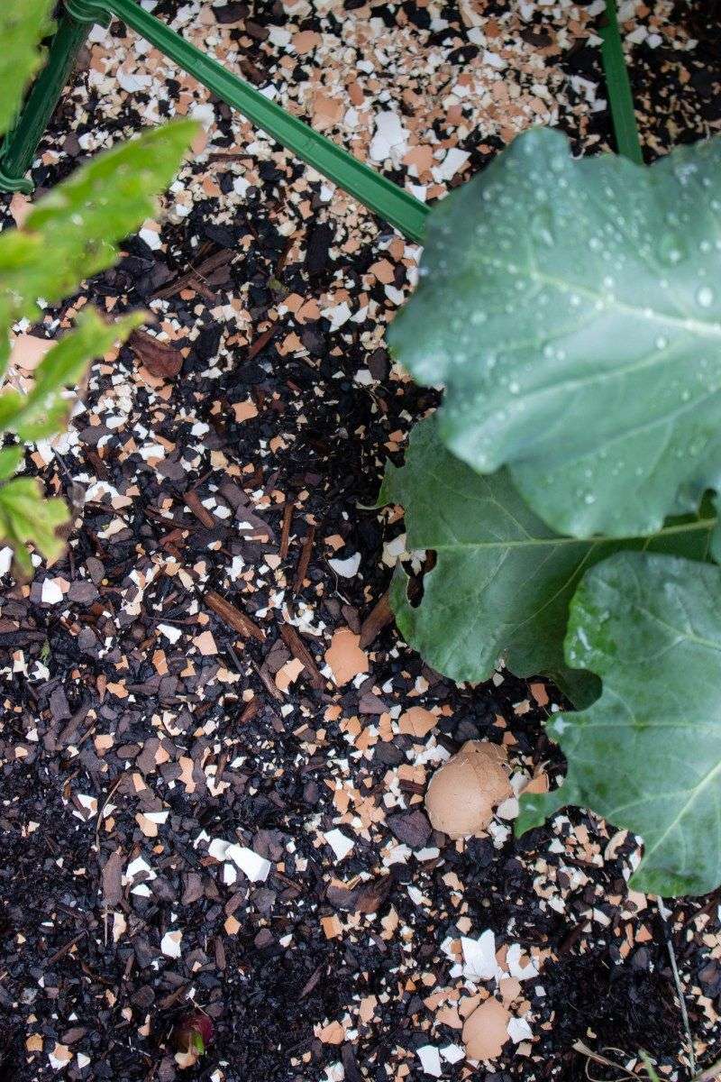 Use Shells as Mulch or Side Dressing