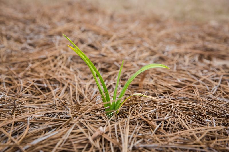 Pine Needles (For Alkaline-Loving Plants)