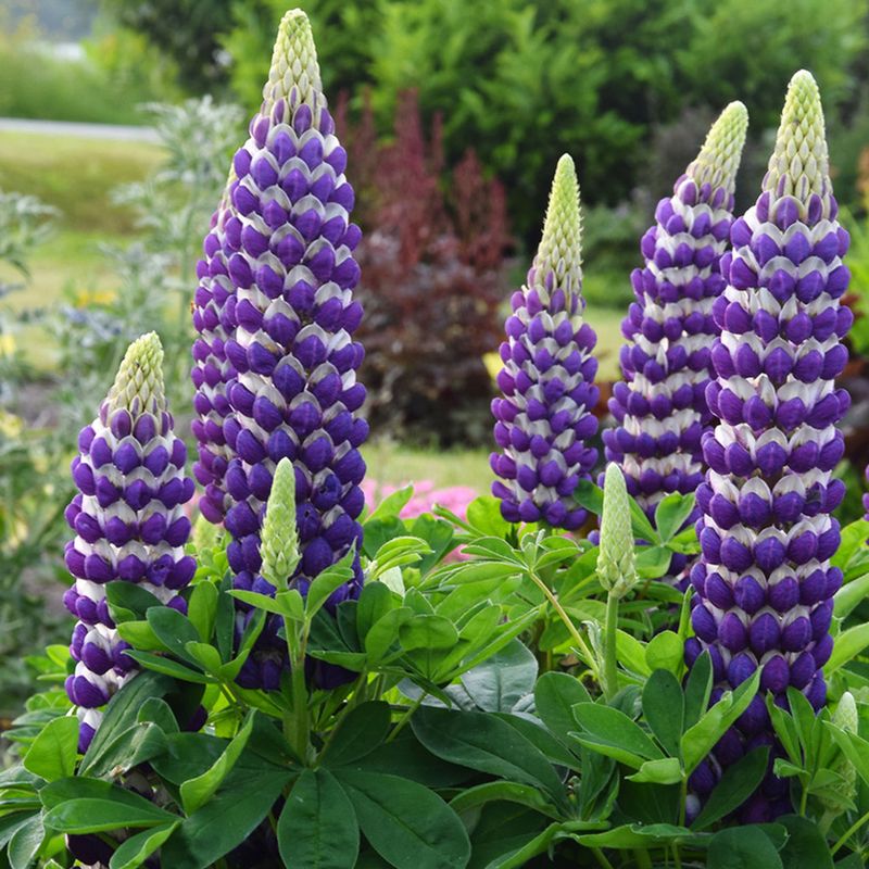 Lupines