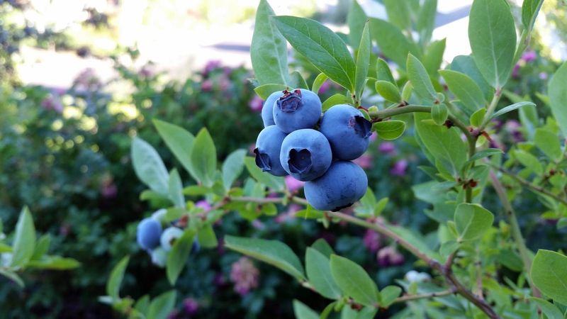 Blueberries