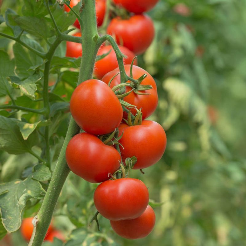 Hybrid Tomatoes: Seed Packet Roulette