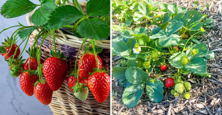 Strawberries: Should You Grow Them in the Ground or a Pot? Experts Reveal the Best Way