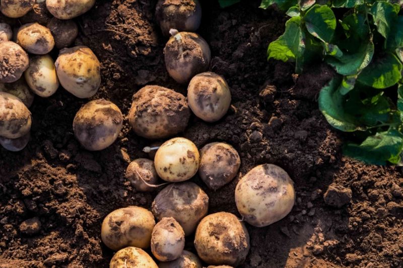 Potatoes Share Devastating Diseases