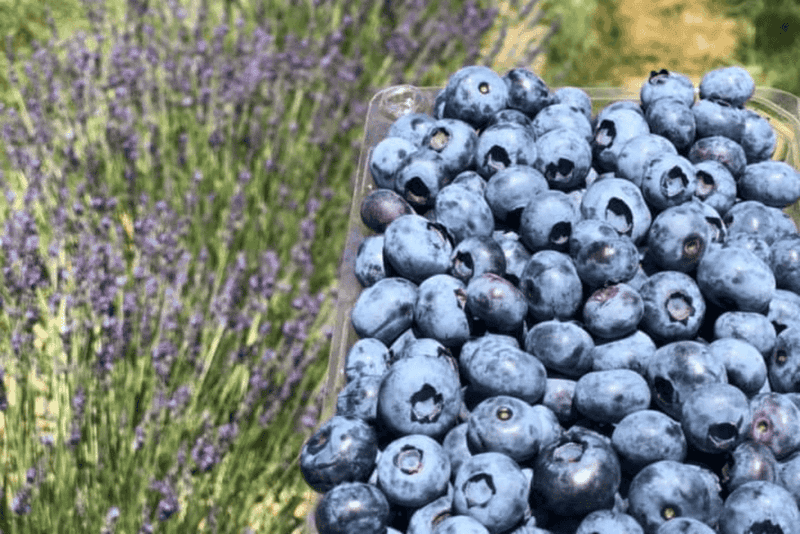Blueberries