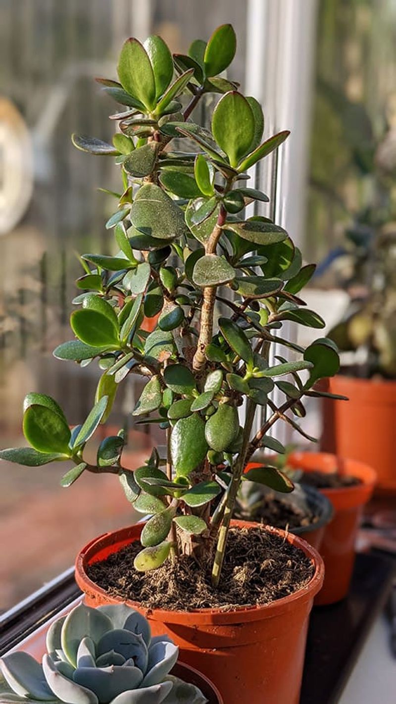 Jade Plant