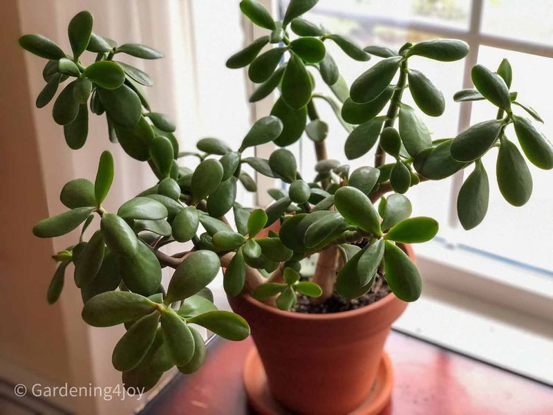 Jade Plant (Crassula ovata)