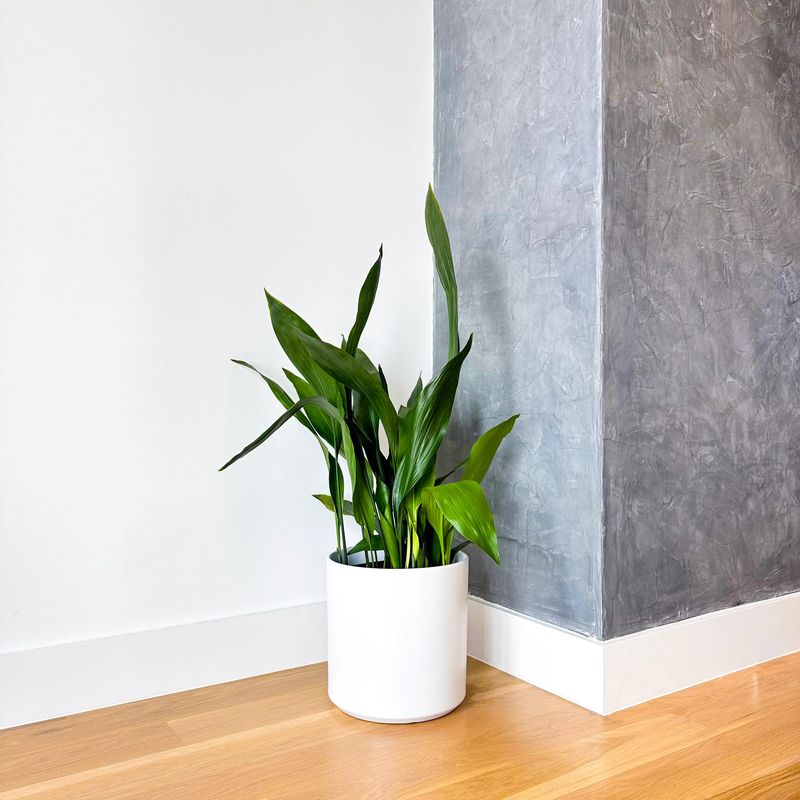 Cast Iron Plant (Aspidistra elatior)