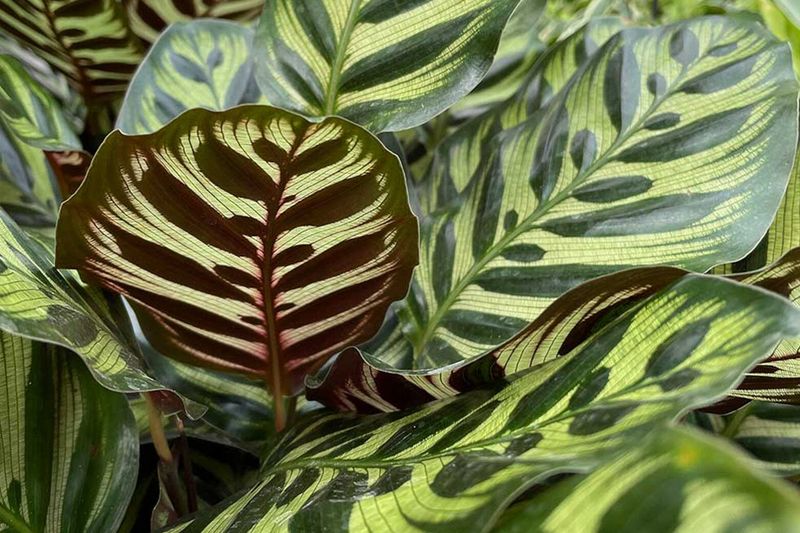 Calathea (Prayer Plant)