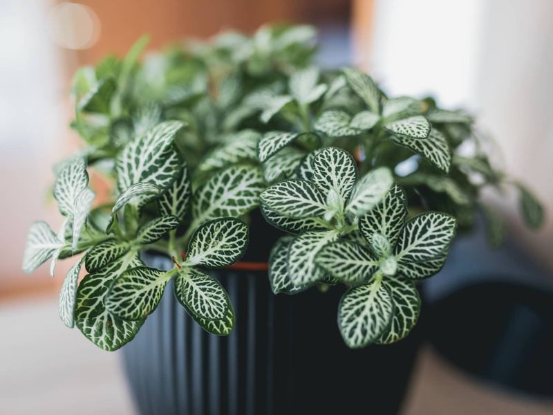 Fittonia (Nerve Plant)