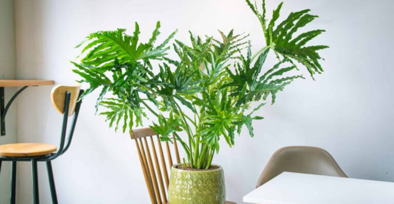 Struggling With Indoor Air? These 15 Plants Could Change Everything