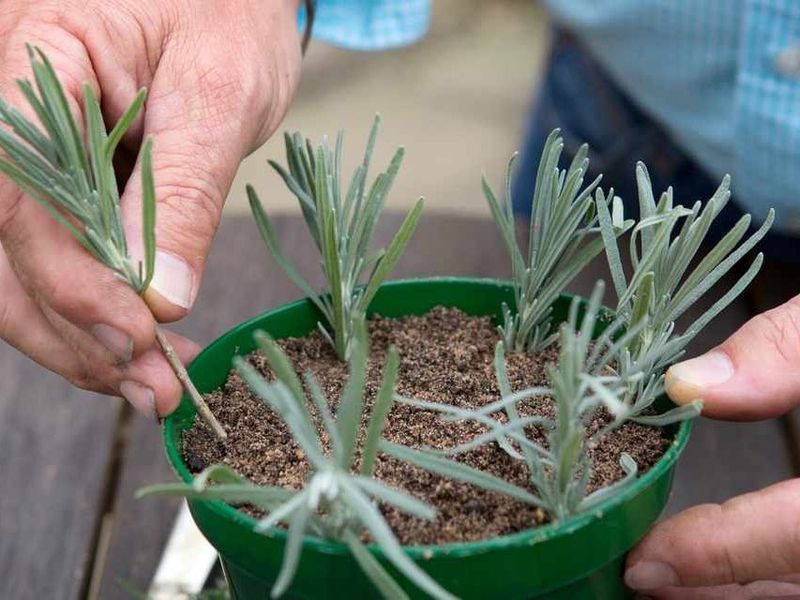 Environmental Factors