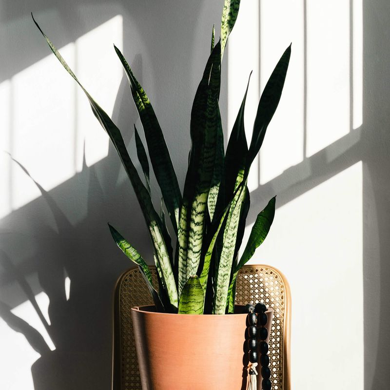 Snake Plant