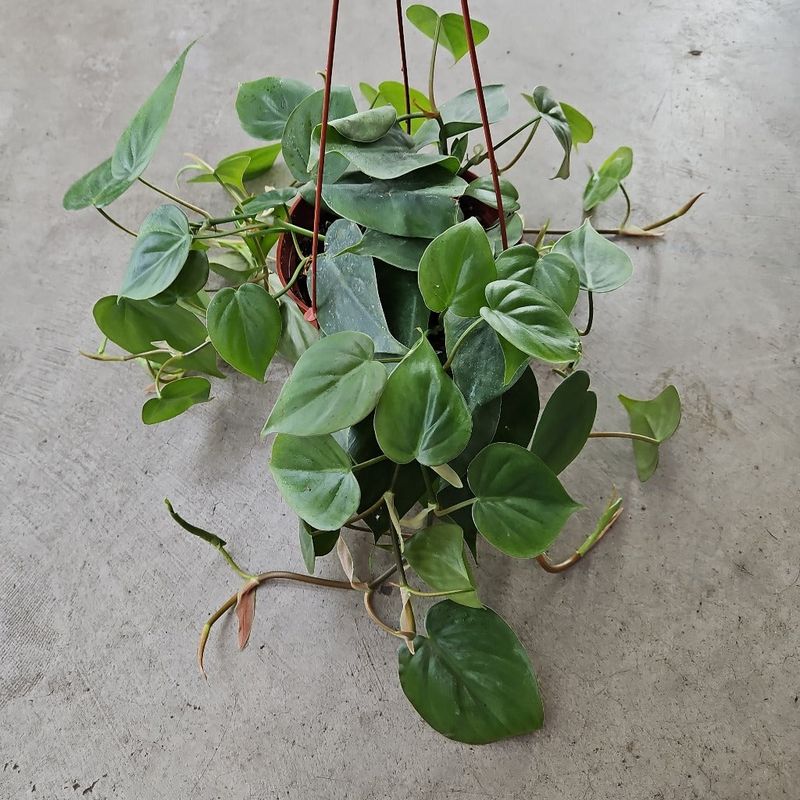 Philodendron (Philodendron hederaceum)
