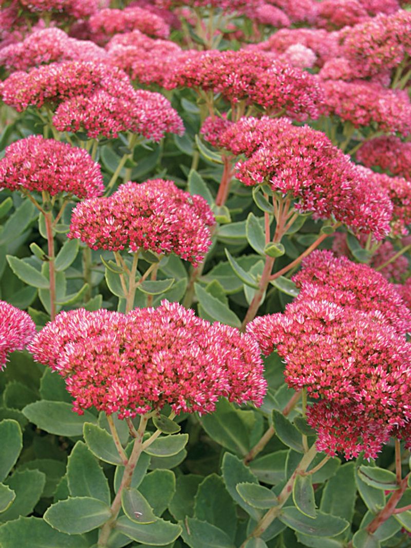 Autumn Sedum