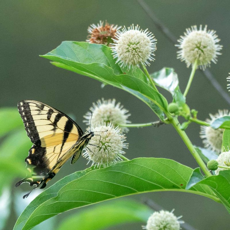 Buttonbush (Cephalanthus occidentalis)