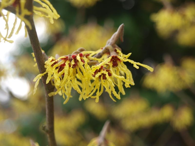 Witch Hazel