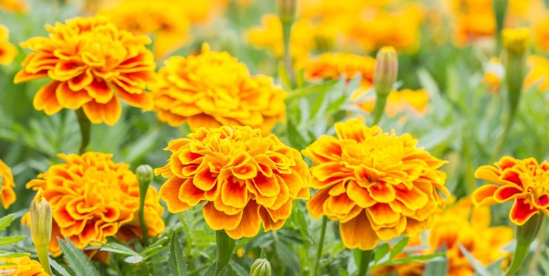 Marigold