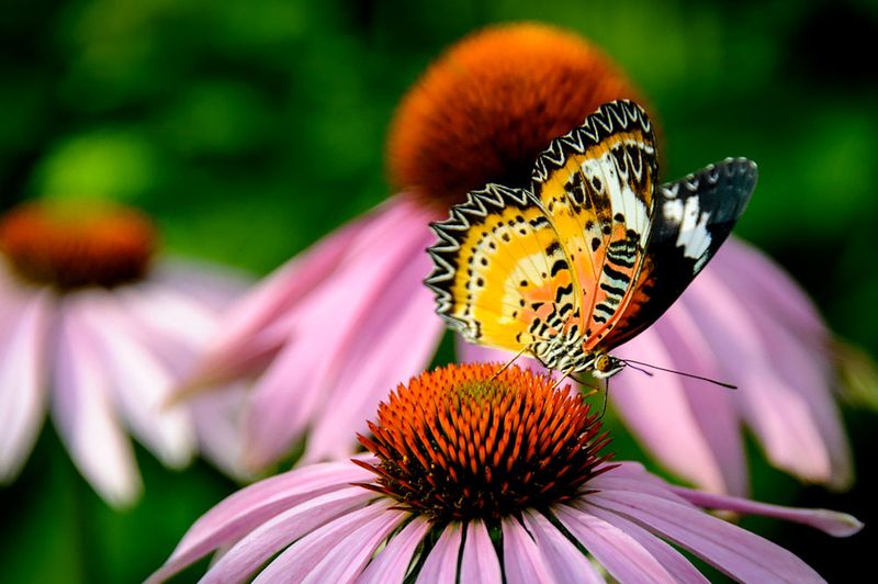 Coneflower