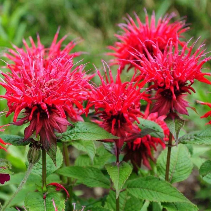 Bee Balm (Monarda)