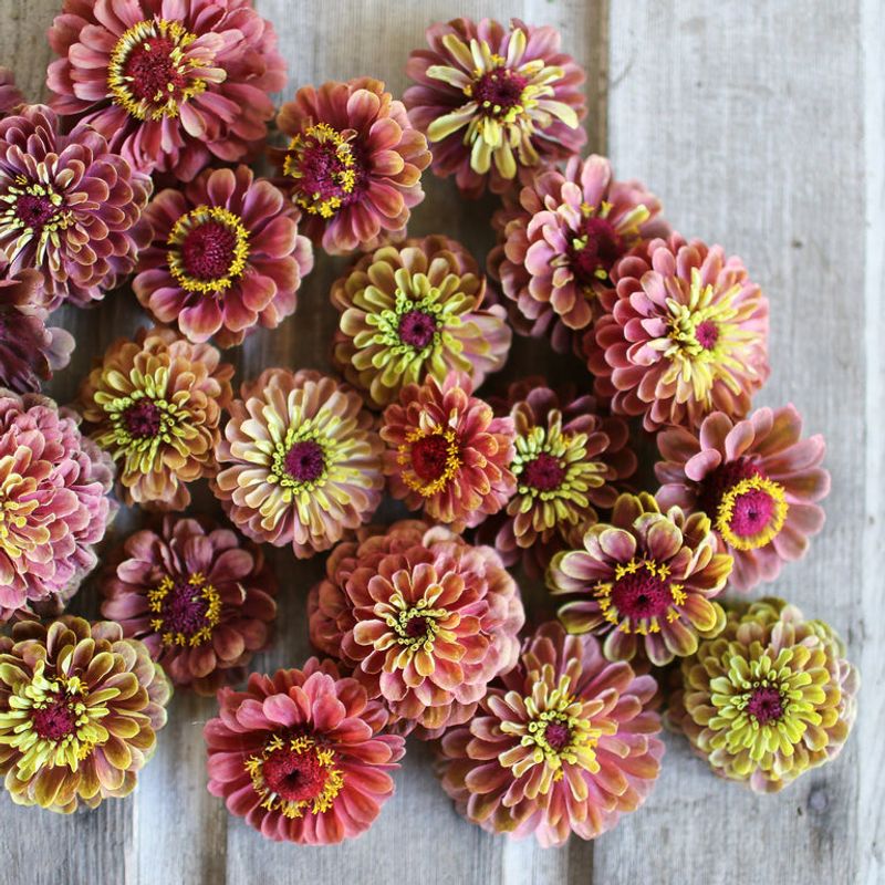 Zinnia ‘Queen Red Lime’