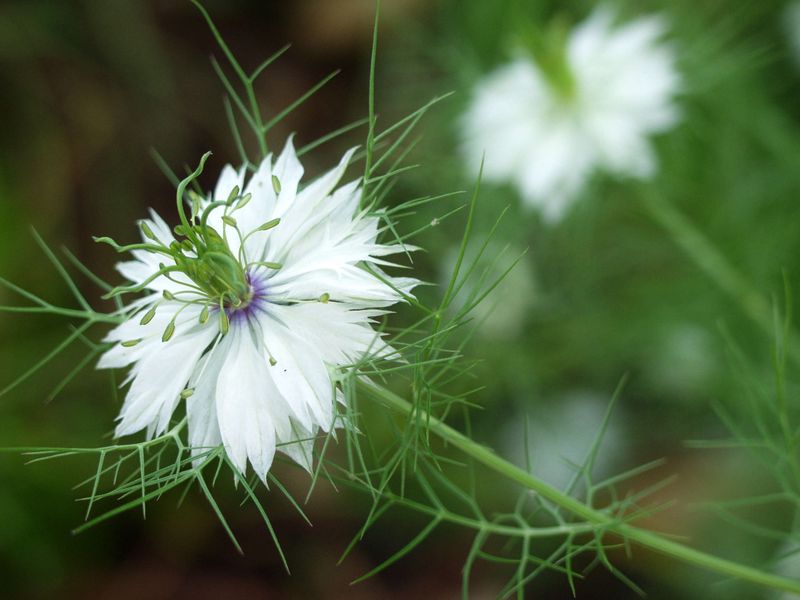 Nigella (Love-in-a-Mist)
