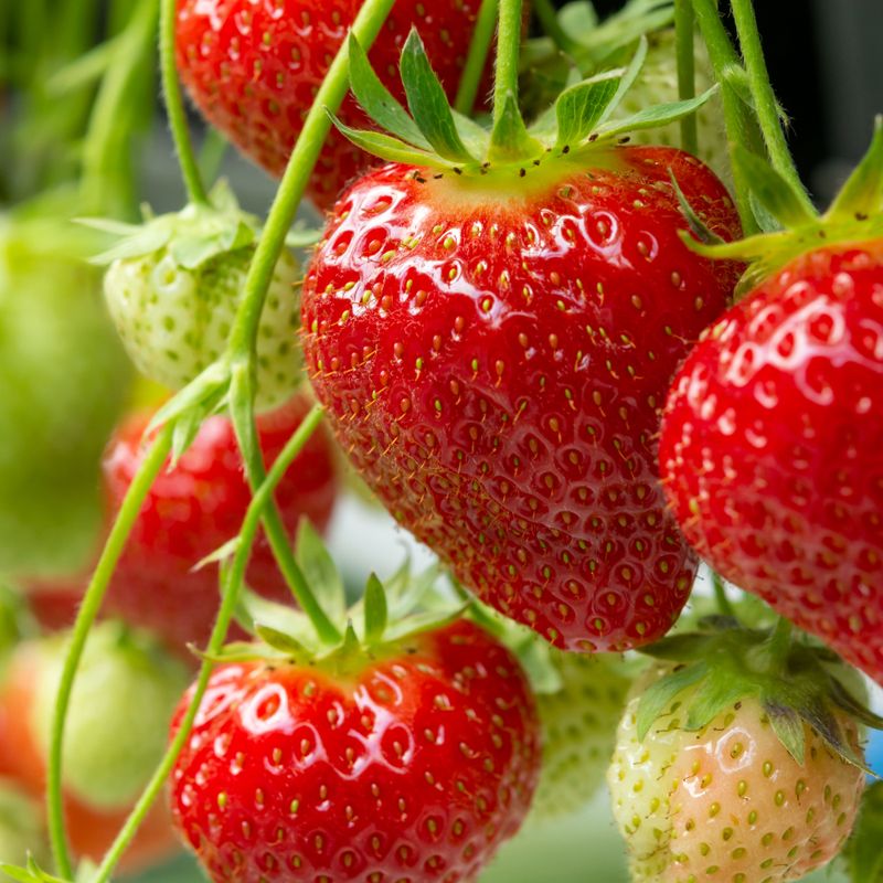 Strawberries Spread Verticillium Wilt