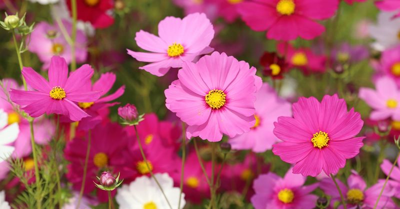 Cosmos – Self-seeding and low-maintenance.