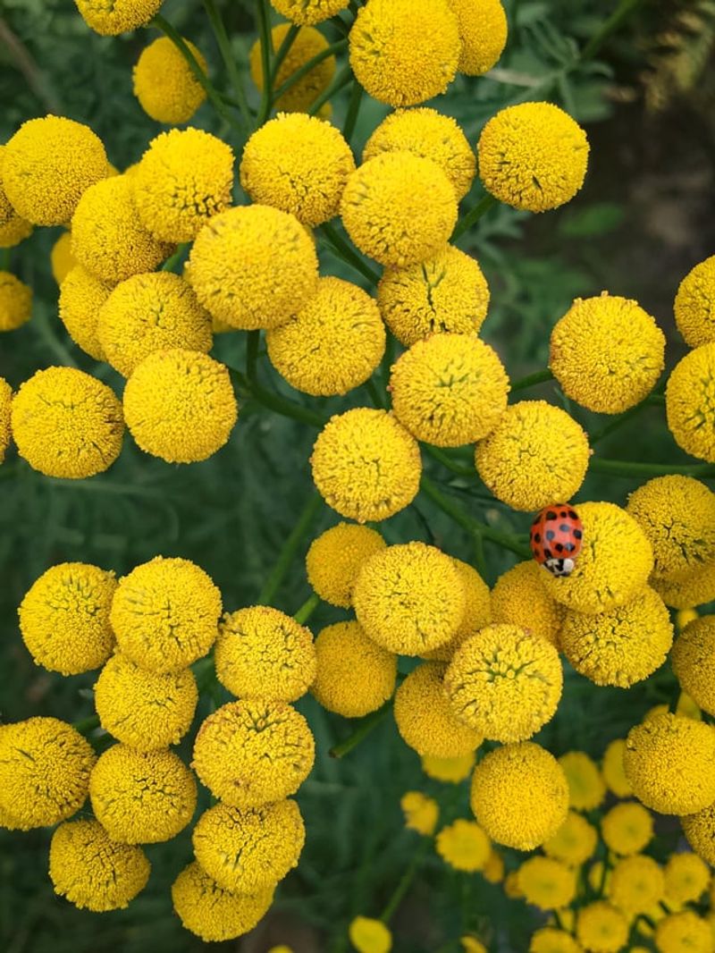 Tansy (Tanacetum vulgare)