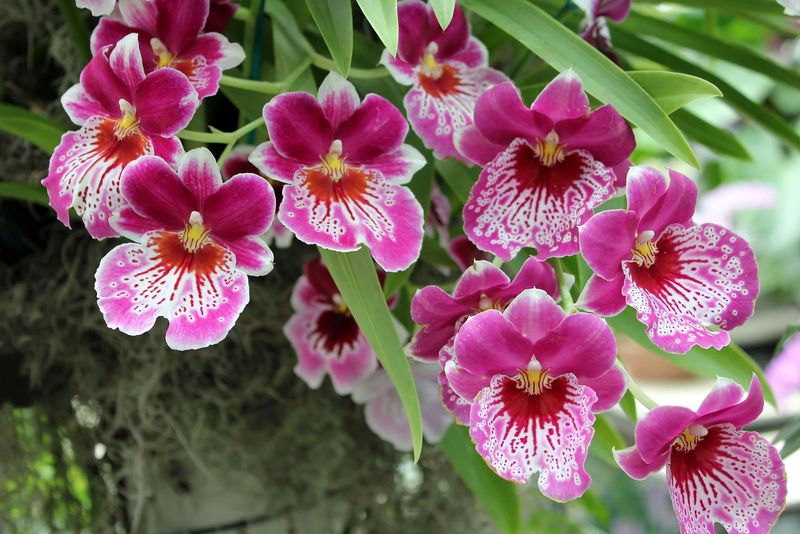 Orchids (Certain Species)