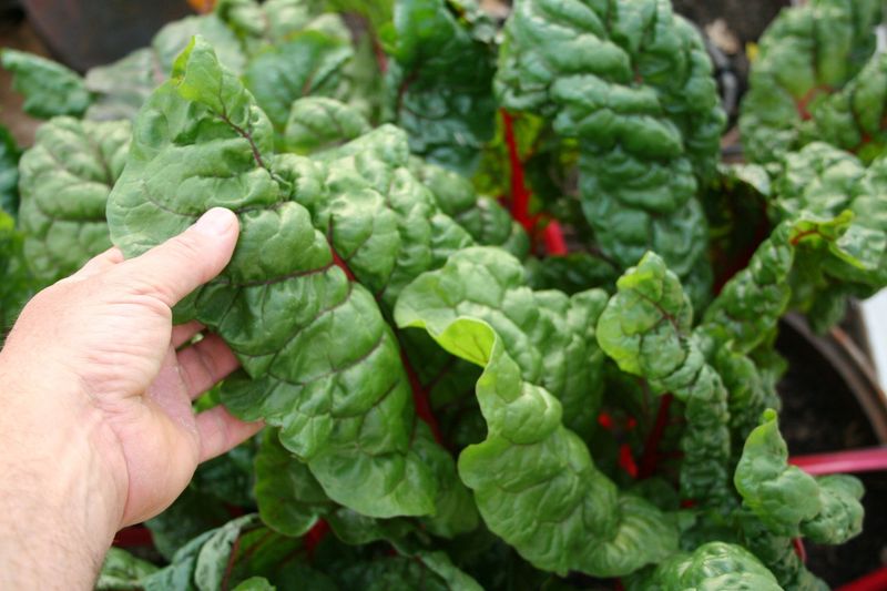 Chard and Lettuce